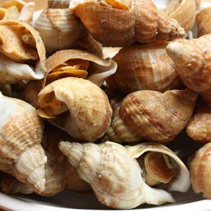 BULOTS CUITS REFRIGERES ANE KSP 2 KG