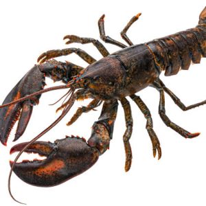 HOMARD EUROPEEN 400/600 1 PIECE