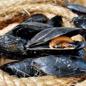 MOULES DE CORDE MEDIT 40/60 SAC 5 KG