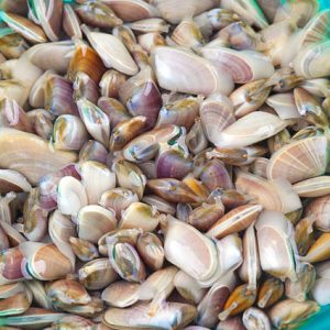 TELLINE MEDITERRANEE X 3KG